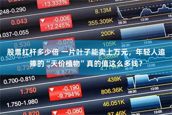 股票杠杆多少倍 一片叶子能卖上万元，年轻人追捧的“天价植物”真的值这么多钱？